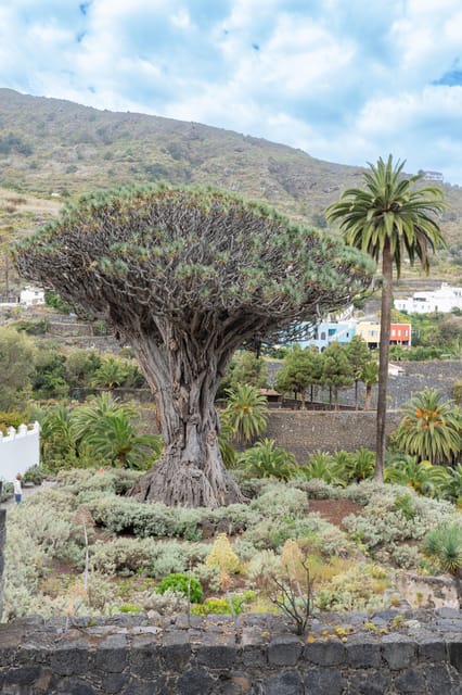 Discoveries Walks Teide - La Orotava - Icod De Los Vinos - Experiencing the Charming Icod De Los Vinos
