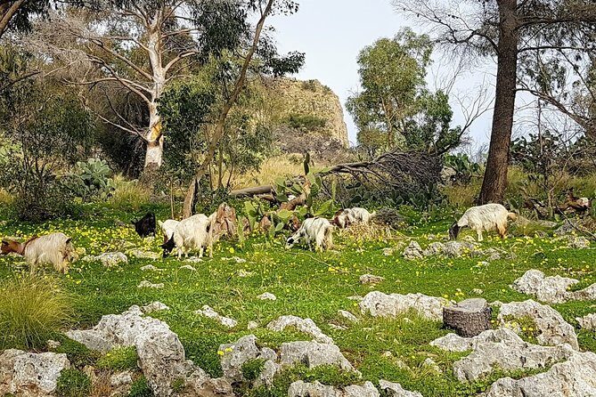 Discovering Monte Pellegrino - Why Choose This Tour?