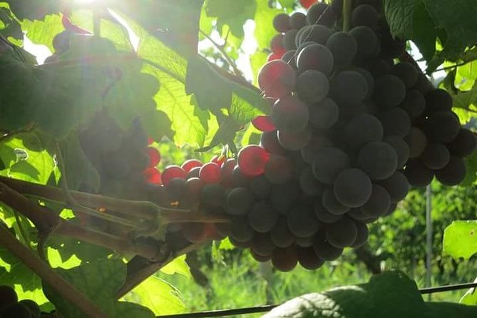 Discovering Roero and Its Wines - Tasting the Local Varietals