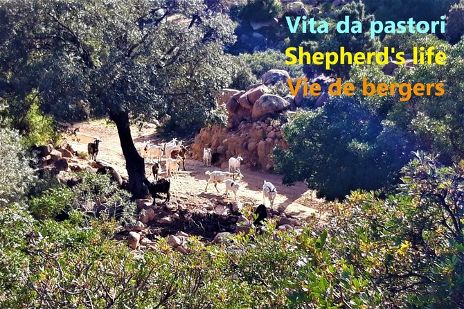 Discovering the Land of the Centenaries and Swimming in the Natural Pools - Tortolì-Arbatax Pickup Option