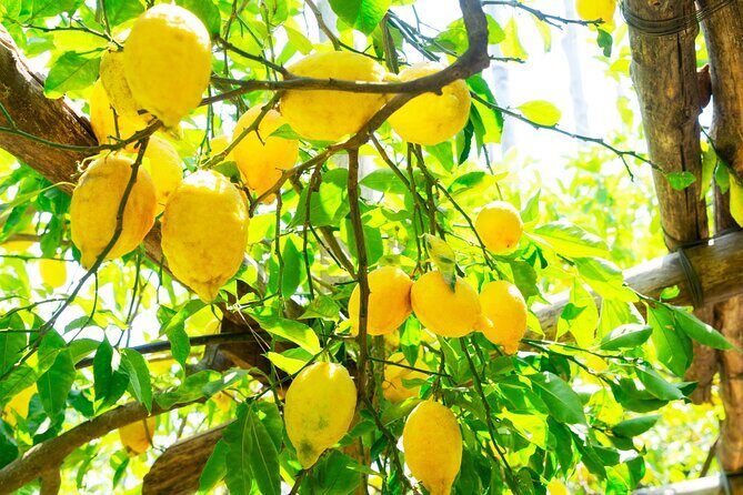 Discovering the Wonders of Sorrento Coast from Naples Small Group - FAQ