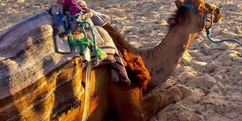 Discovertangier: Day Trip From Tarifa With Camel Ride &Lunch - Good To Know