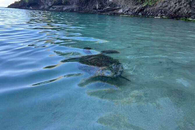 Discovery and snorkeling with sea turtles - The Experience: What Travelers Say
