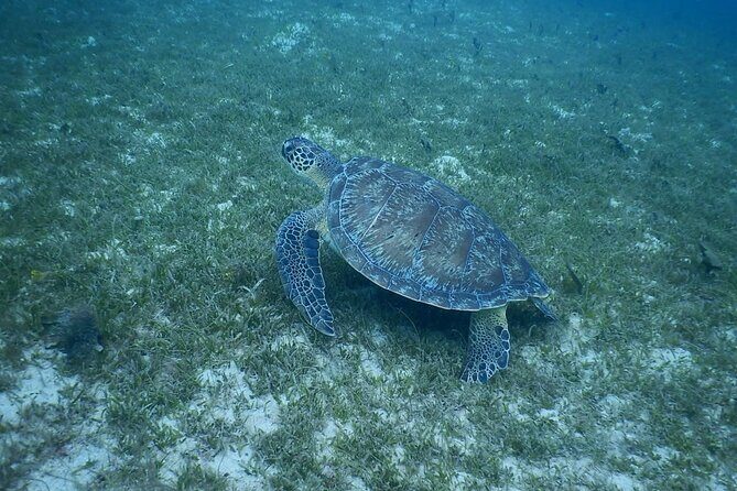 Discovery and snorkeling with sea turtles - Who Will Love This Experience?