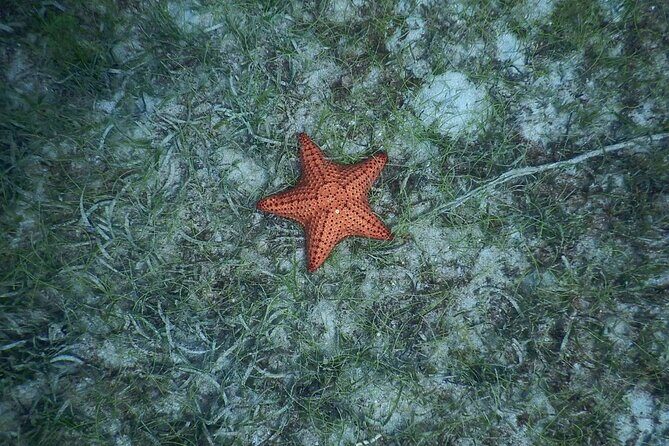 Discovery and snorkeling with sea turtles - The Sum Up