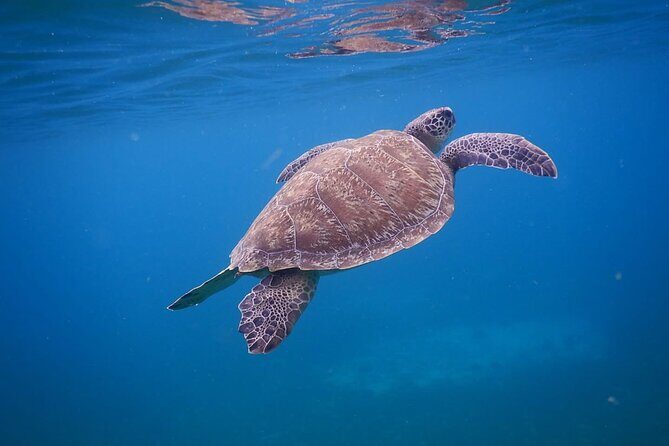 Discovery and snorkeling with sea turtles - FAQ