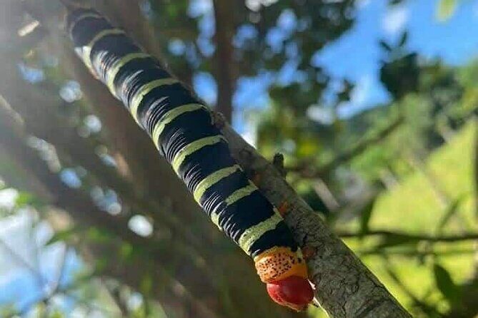 Discovery DE the real Dominican Republic EN small committee. - Cigar Making at Macao