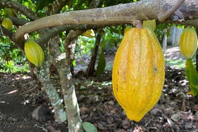 Discovery DE the real Dominican Republic EN small committee. - Sampling Dominican Rum