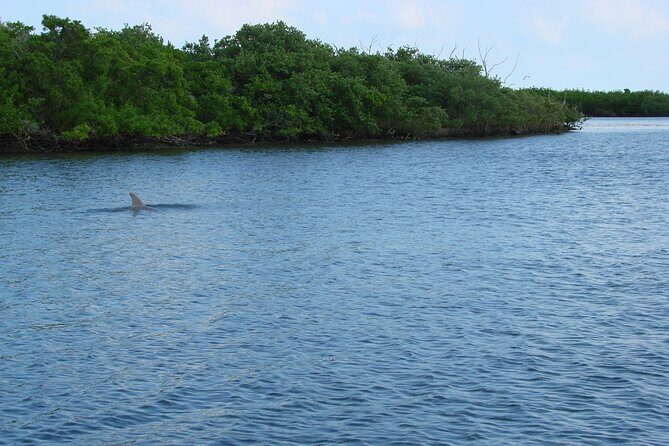 Discovery Dolphin Boat Tour - Who Will Love This Tour?