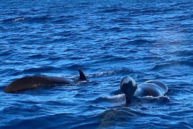 Discovery of dolphins on the Caribbean coast - The Sum Up
