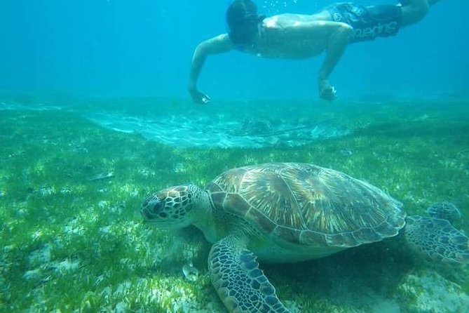Discovery of Dolphins on the Caribbean Coast - Dolphin-Watching Experience