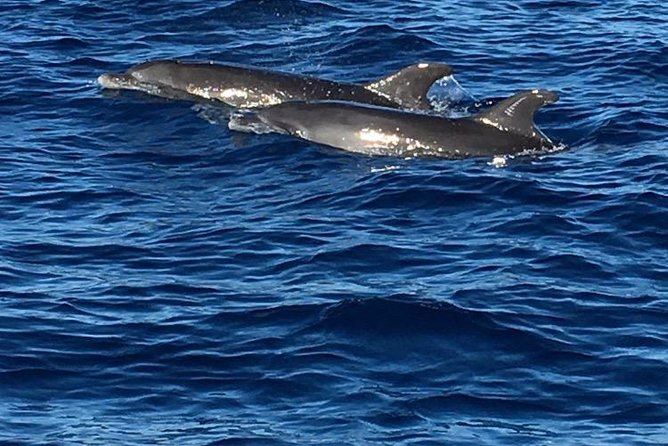 Discovery of Dolphins on the Caribbean Coast - Pickup and Meeting Details