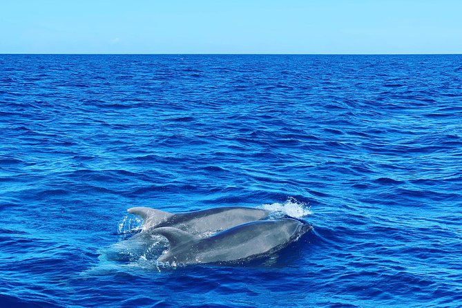 Discovery of Dolphins on the Caribbean Coast - Snorkeling Adventure