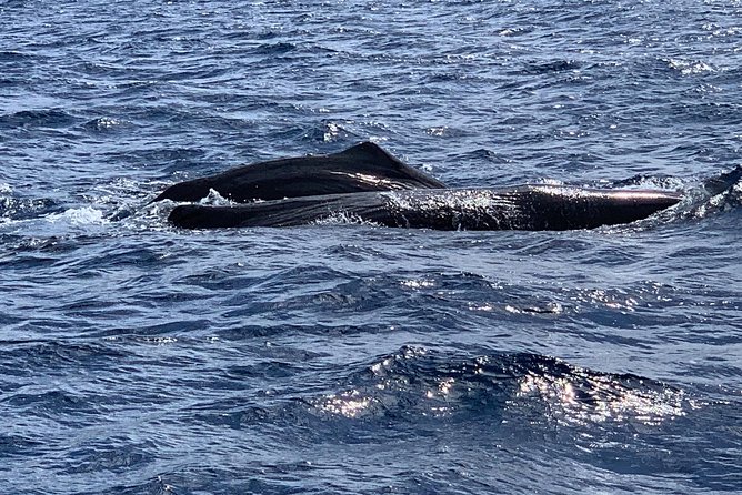 Discovery of Dolphins on the Caribbean Coast - Customer Reviews and Feedback