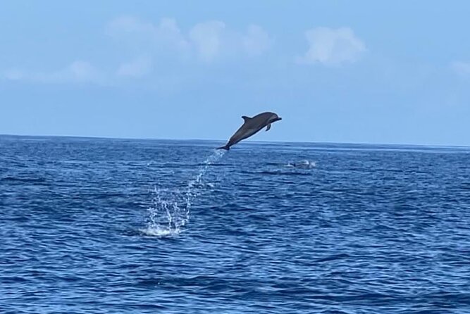 Discovery of Dolphins on the Caribbean Coast - About the Tour Operator