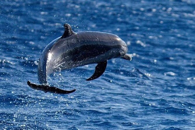 Discovery of Dolphins on the Caribbean Coast - Tips for Dolphin-Watching