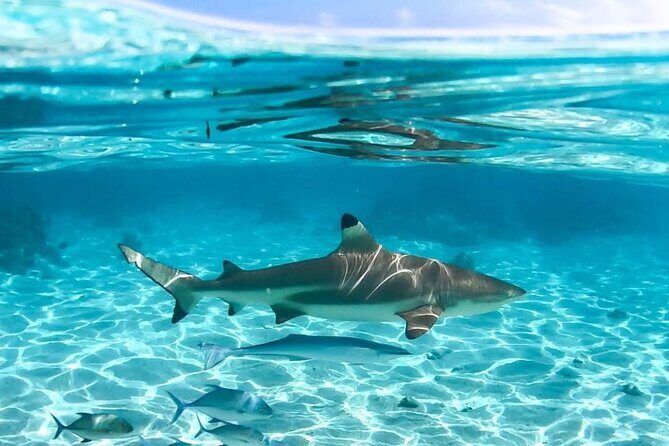 Discovery of the lagoon DE Moorea Visit and Snorkeling 5 Pax Max - Weather and Cancellation Policies