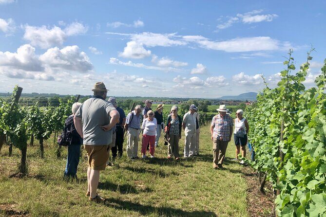 Discovery Vineyard - Discovering the Taste of Alsace: A Review of the Domaine Specht Vineyard Tour