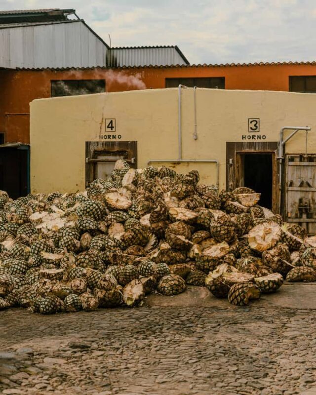 Distillery Entry Tickets and Tastings in Tequila Jalisco - Price and Value