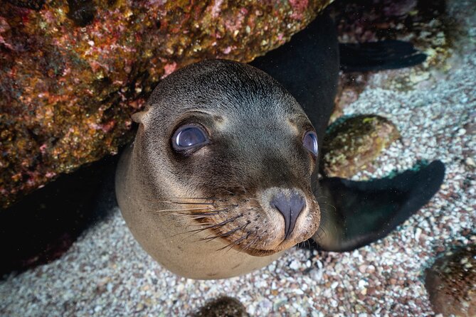 Dive in La Paz With Sea Lions, Turtles, Fish Schools and Wrecks - Booking Information