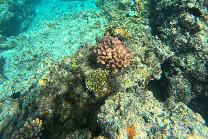 Dive Into Paradise: Snorkel Adventure at Paradise Cove - Practical Details and Considerations