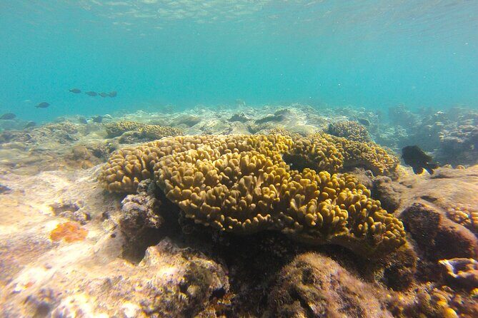 Dive Into Paradise: Snorkel Adventure at Paradise Cove - Authentic Experiences and Genuine Value