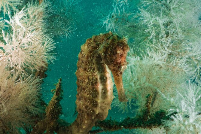 Dive Trip to the Coral Reefs of Fujairah for Certified Scuba Divers - Health and Safety Considerations