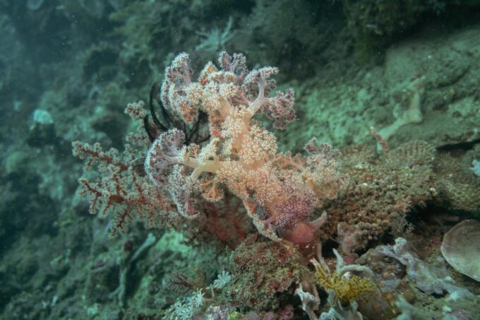 Diveheaven Lombok; 2 Boatdives With a Guide - Pricing and Cancellation