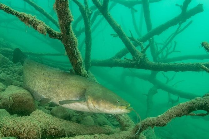 Diving Bled - Underwater Ecosystem Exploration