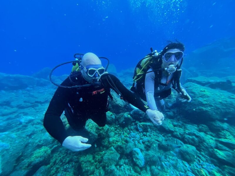 Diving Course for Beginners in Turtle Area Tenerife - Pricing and Booking
