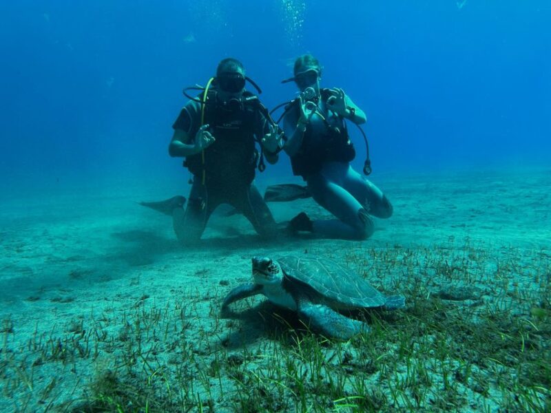 Diving Course for Beginners in Turtle Area Tenerife - Underwater Experiences