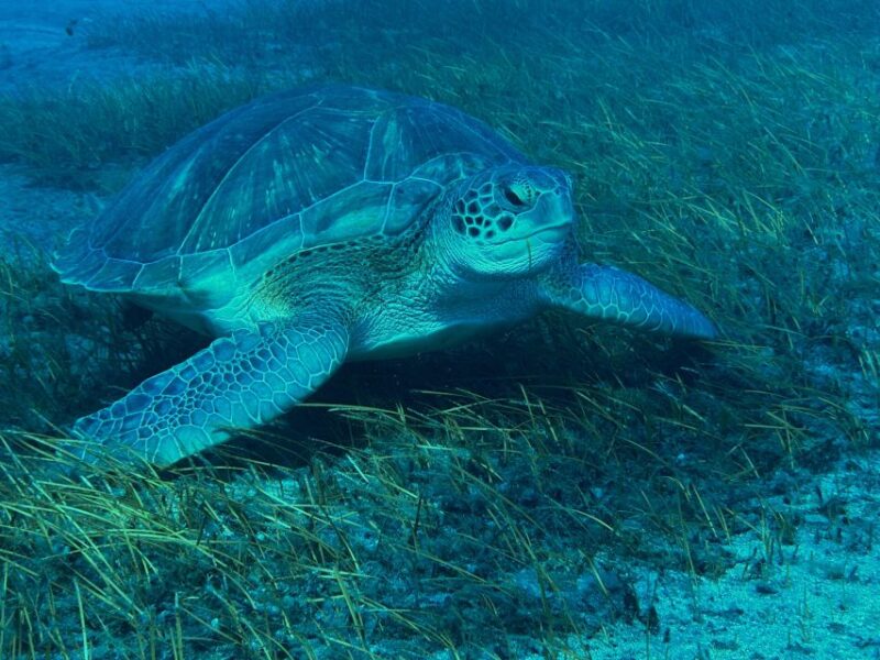 Diving Course for Beginners in Turtle Area Tenerife - Instructors and Safety