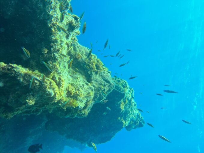 Diving Course for Beginners in Turtle Area Tenerife - Meeting Point and Languages