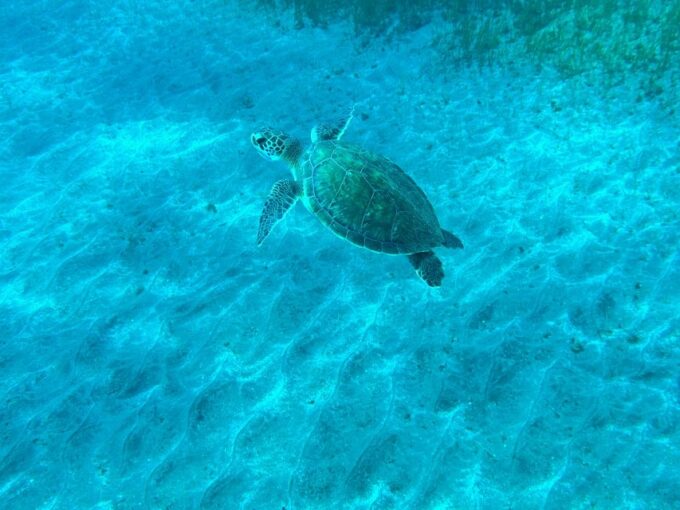 Diving Course for Beginners in Turtle Area Tenerife - Additional Information