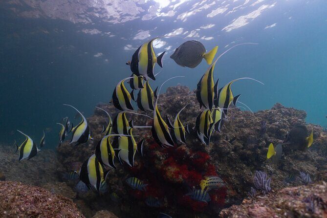 Diving exploration for beginners in Los Arcos de Mismaloya - FAQ