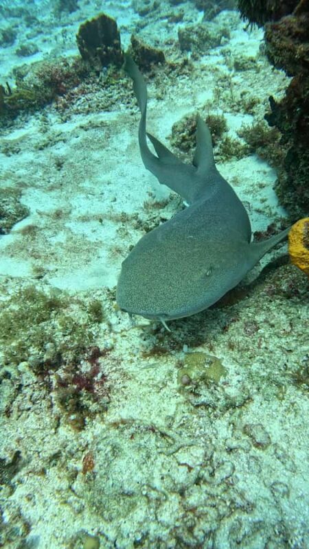 Diving for Beginners in Cozumel: Your First VIP Experience - An Introduction to a Unique Cozumel Underwater Experience