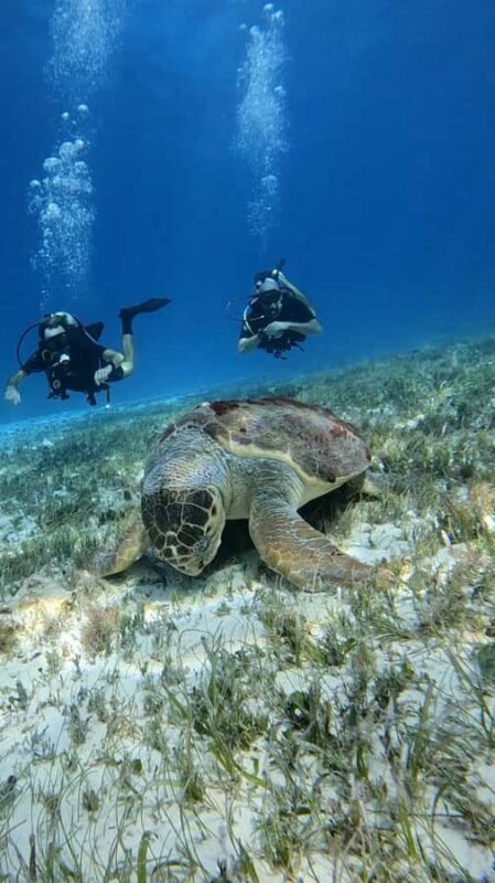 Diving for Beginners in Cozumel: Your First VIP Experience - The Logistics & Facilities