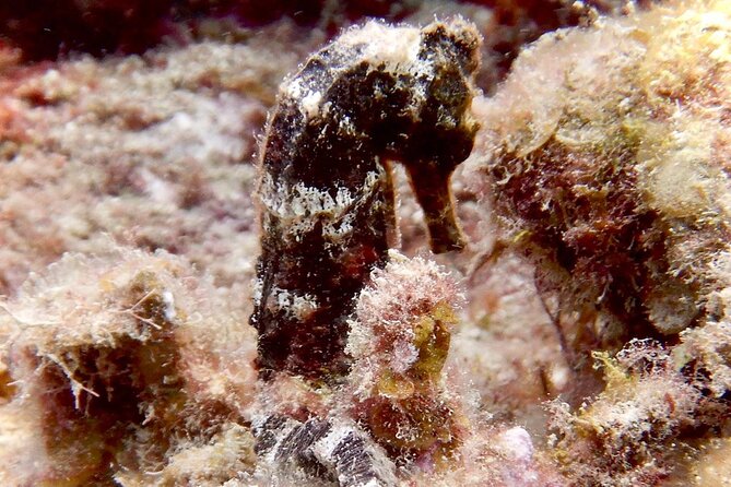 Diving for Certified Divers, 2 Tanks Susua Bay - Whats Included