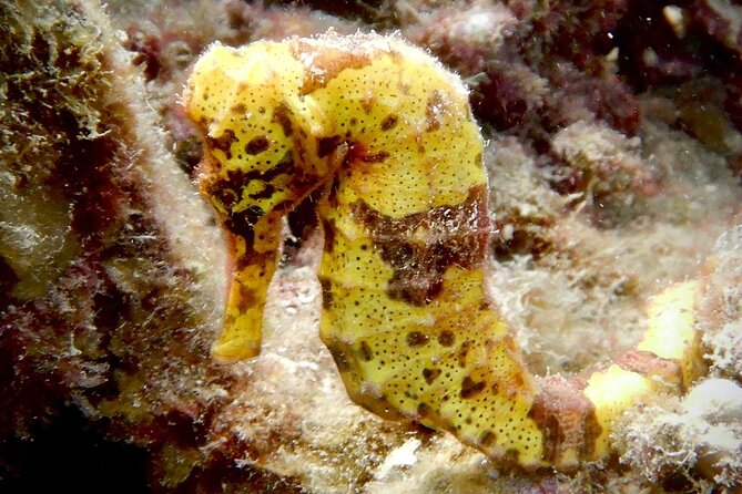 Diving for Certified Divers, 2 Tanks Susua Bay - Policies