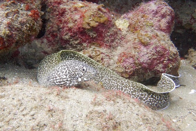 Diving for Certified Divers, 2 Tanks Susua Bay - Participant Requirements