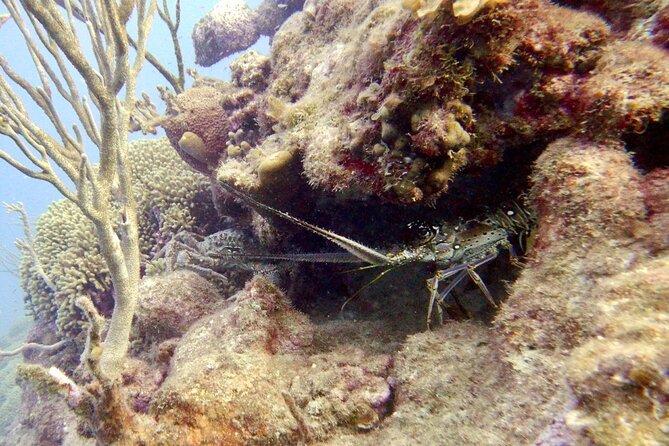 Diving for Certified Divers, 2 Tanks Susua Bay - Customer Reviews