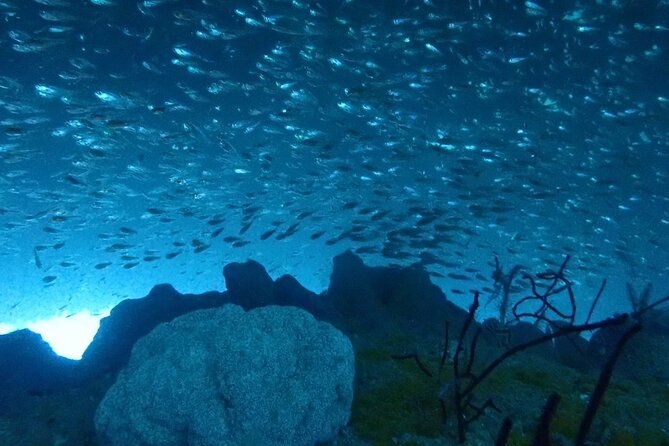 Diving in Kansai, Japan for License Holders - Meeting and Pickup