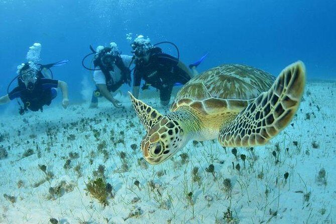 Diving + Muse - Final Thoughts