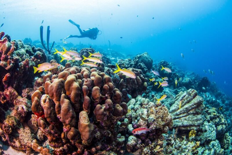 Diving Santa Marta & Tayrona for Certified Divers (2 Tanks) - Dive Locations and Highlights