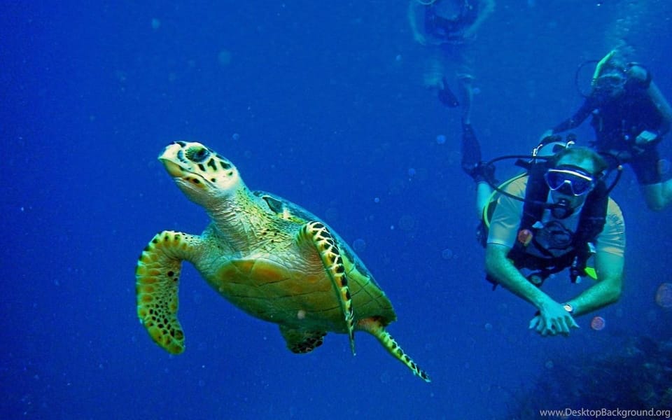 Diving Tour from Alanya & Side with Lunch - 2 Dives Included - Transportation and Group Size
