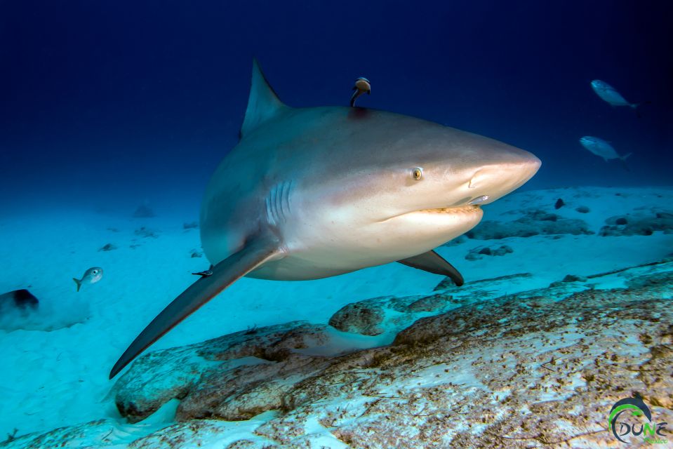 Diving Trip With Bull Sharks in Playa Del Carmen - Exploring the Underwater Ecosystem