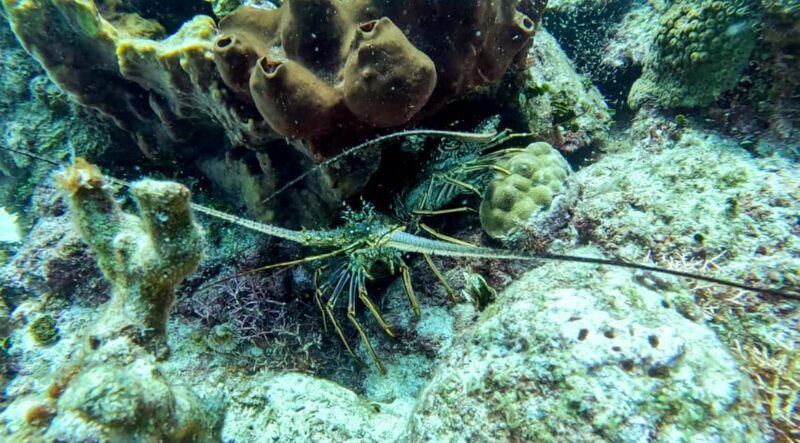 diving without a license catalina island from punta cana - Potential Drawbacks and Limitations