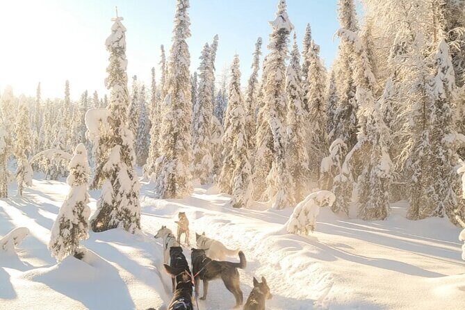 Dog Sledding and Animal Encounters Tour from Anchorage - Who Should Consider This Tour?
