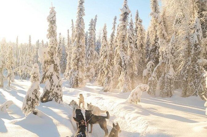 Dog Sledding and Animal Encounters Tour from Anchorage - Final Thoughts