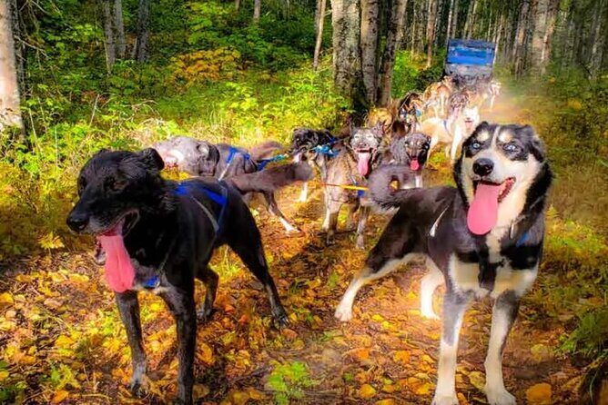 Dog Sledding and Animal Encounters Tour from Anchorage - FAQ